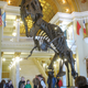One of many Stan replicas that have been created over the years. This one’s located in the Rotunda of the State Capitol in Pierre, South Dakota.